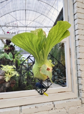 A21三角象海王星鹿角蕨Platycerium Neptune