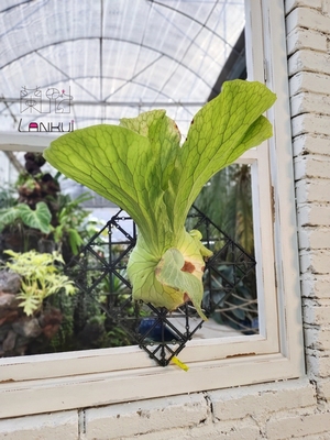 A21三角象海王星鹿角蕨Platycerium Neptune