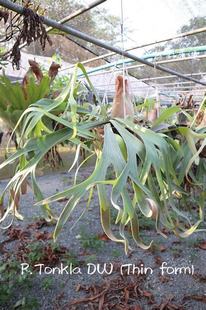 A05 Platycerium tomkla DW 童克拉 DW D鹿x爪哇 叶脉清晰品种