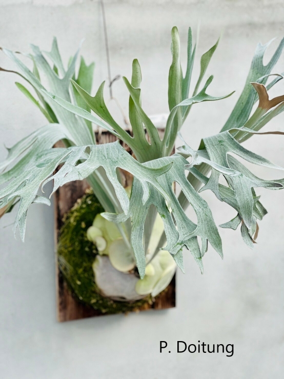 A06 P.Doitung 杜藤鹿角蕨