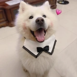 Костюм, шарф, чокер, свадебное платье, слюнявчик, аксессуар