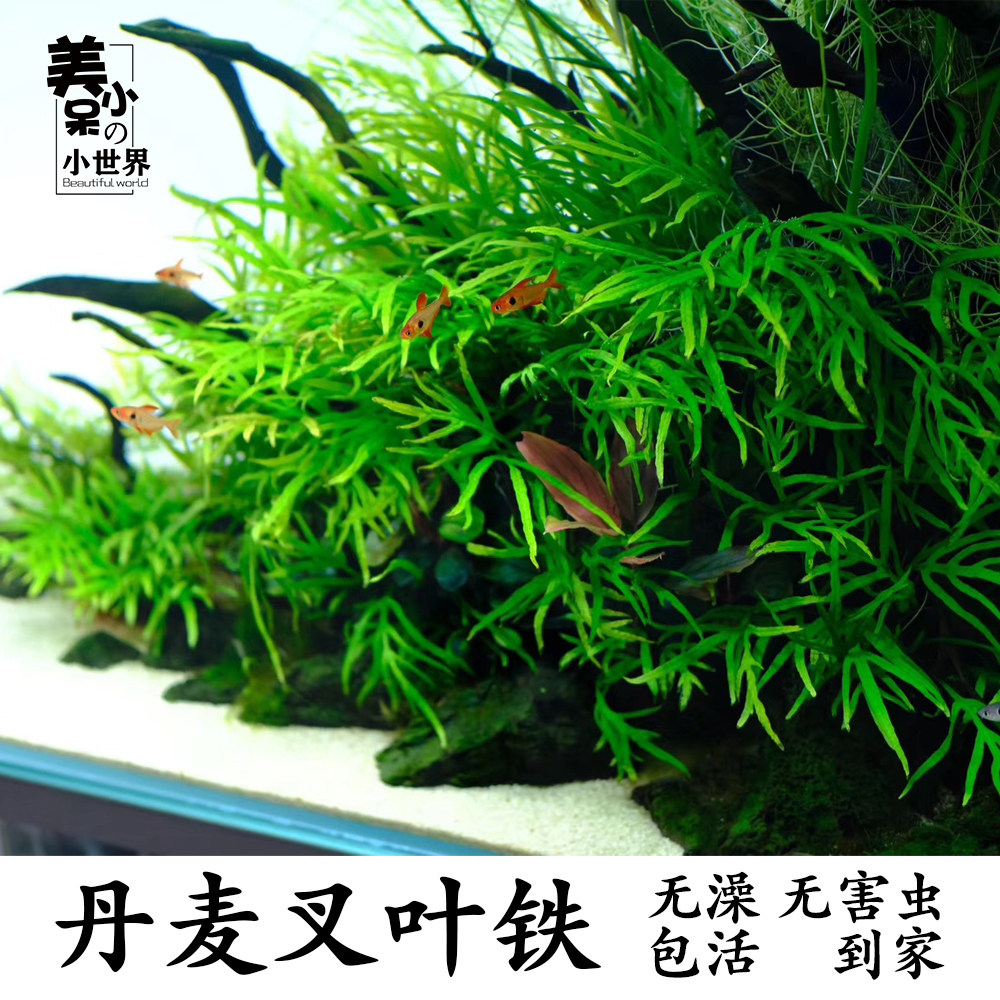 丹麦叉叶铁细叶铁皇冠阴性水草植物活体中后景鱼缸装饰沉木淡水