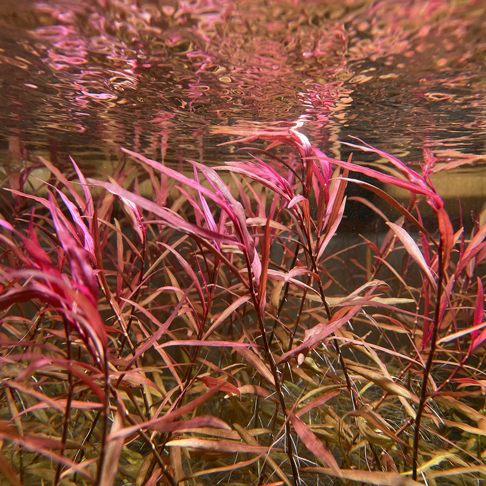 紫艳柳中后景有茎类水草水族箱装饰活体鱼缸造景套餐淡水真植物-封面