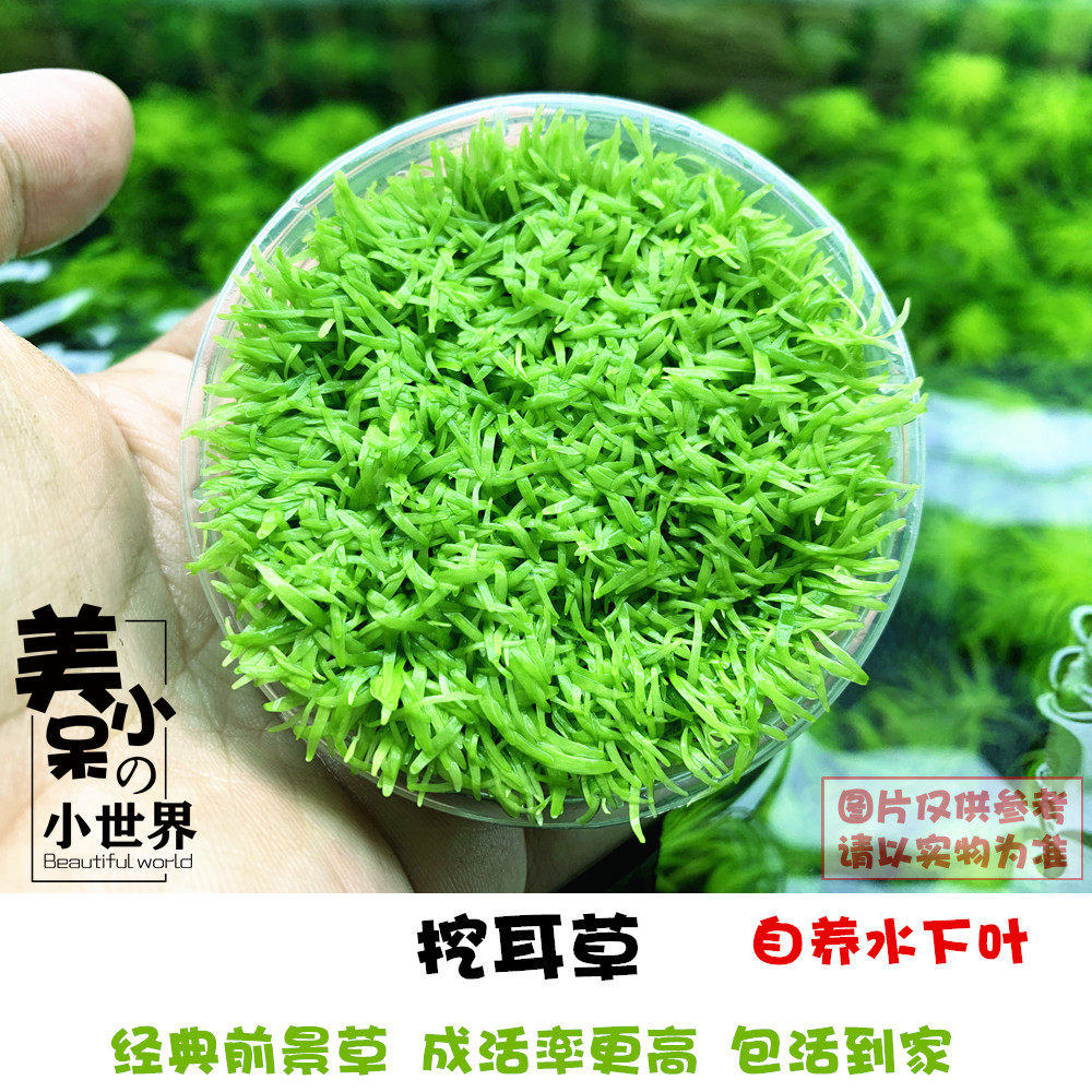 迷你牛毛毡价格 迷你牛毛毡图片 星期三