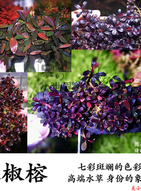 辣椒榕蓝精灵幽灵马拉维红心兰水草活体沉木鱼缸造景装饰淡水水草