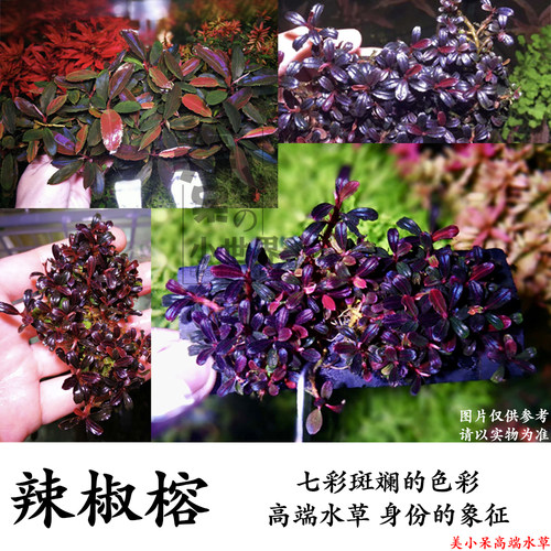 辣椒榕幽灵蓝精灵马拉维沉木造景