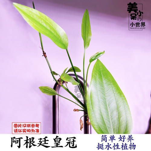 水上草价格 水上草图片 星期三