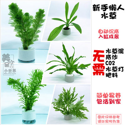 草羽 相关商品 价格 图片 优惠券 草羽相关淘宝天猫折扣查询 淘优券