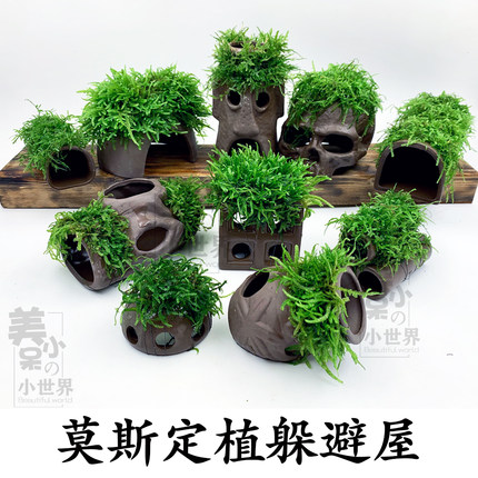 虾洞莫斯虾窝水族孵化罐小鱼躲避洞水晶虾躲避屋莫斯造景新手套餐