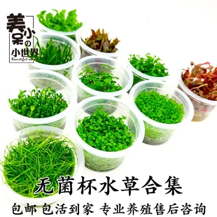 迷你牛毛无菌杯鱼缸造景爬地矮珍珠挖耳天湖葵迷你椒叉柱花前景草