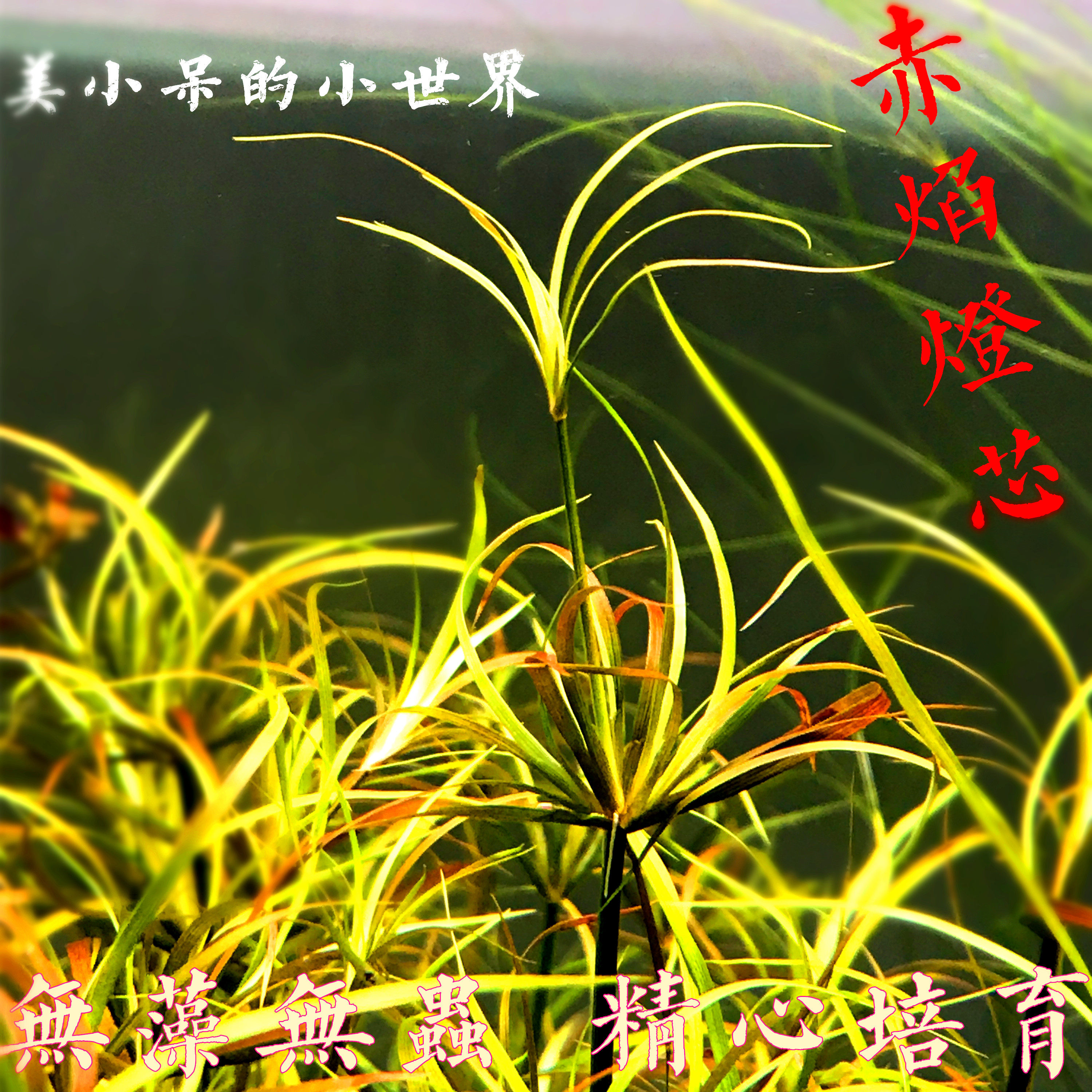 赤焰灯芯水草鱼缸草缸造景中后景活体荷兰景新手红色水草套餐包邮