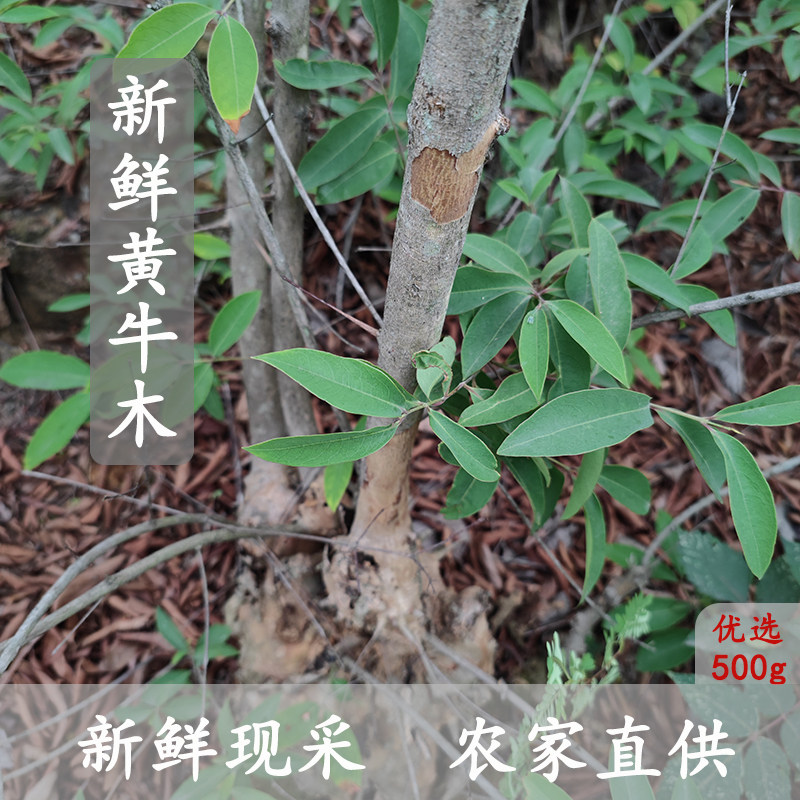 黄牛木中药材农产品袋装包邮