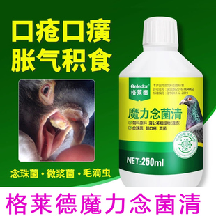 格莱德【魔力念菌清】信赛鸽子消化道真菌微浆菌白色念珠菌液霉菌