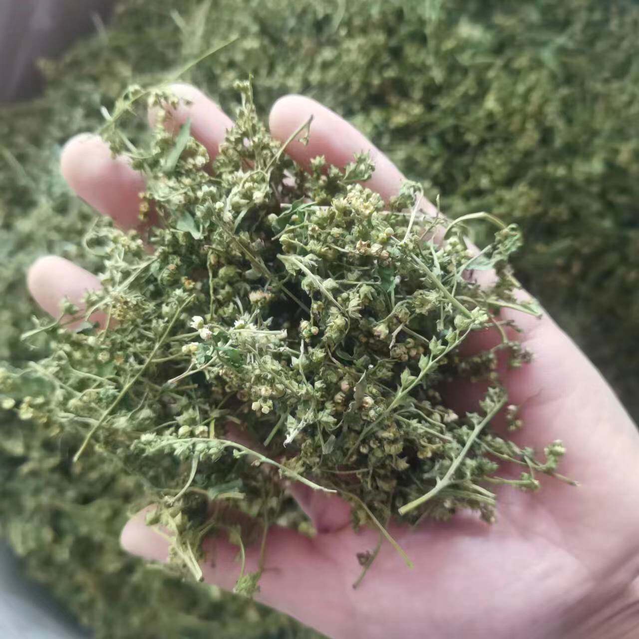 中药材 新花古蔺赶黄草花蕾 筛选花蕾500g纯花蕾 赶黄草花 中药材