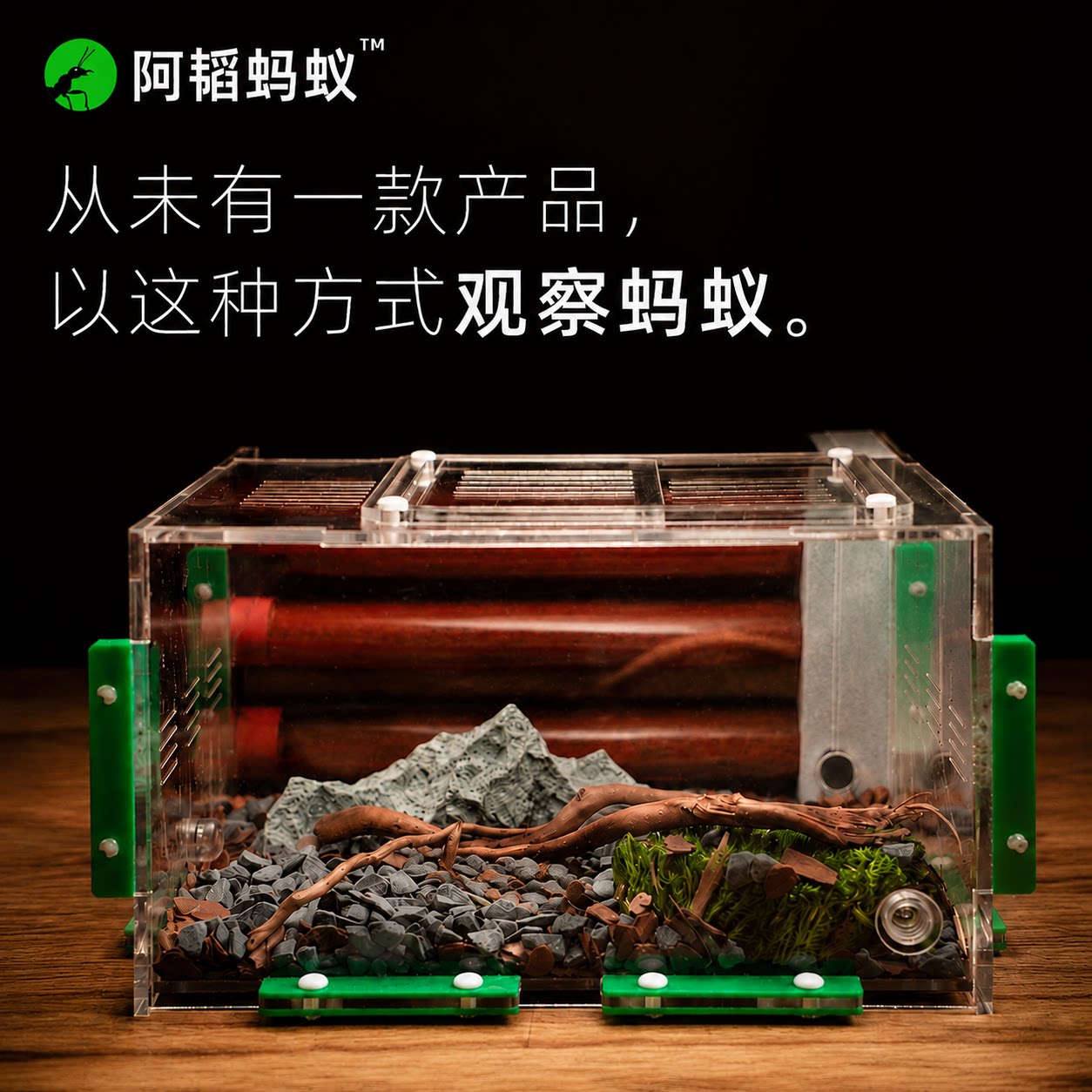 蚂蚁生态箱宠物蚂蚁生态试管观察蚁巢520试管巢阿韬ants图片