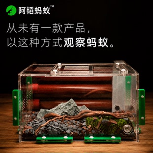 蚂蚁生态箱宠物蚂蚁生态试管观察蚁巢520试管巢阿韬ants