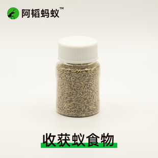 蚂蚁食物收获蚁挂机食物加纳利子阿韬ANTS