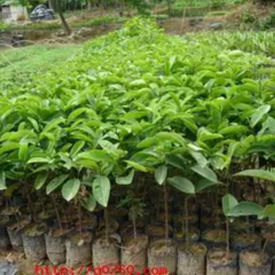 包邮五味子苗、五月茶苗、木本五味子新品种、绿化药用苗木早结果