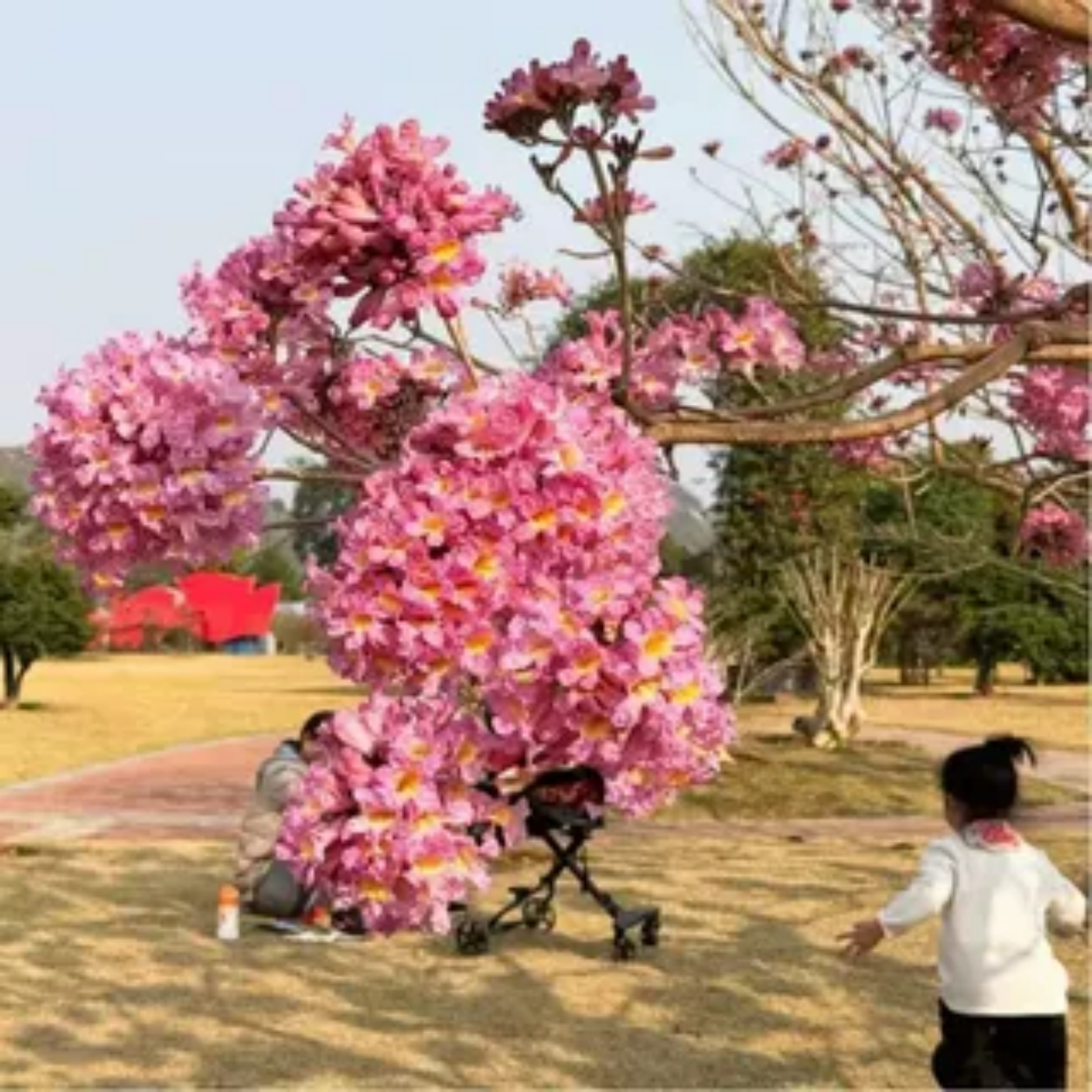 紫花风铃木苗、大绣球花苗