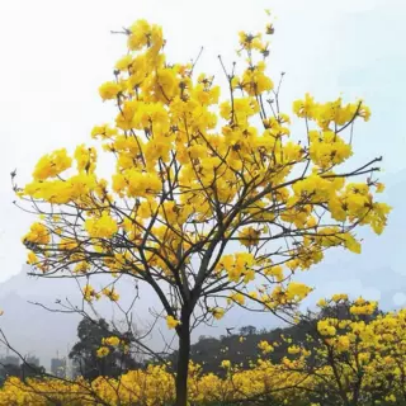 包邮黄花风铃木苗/巴西国花