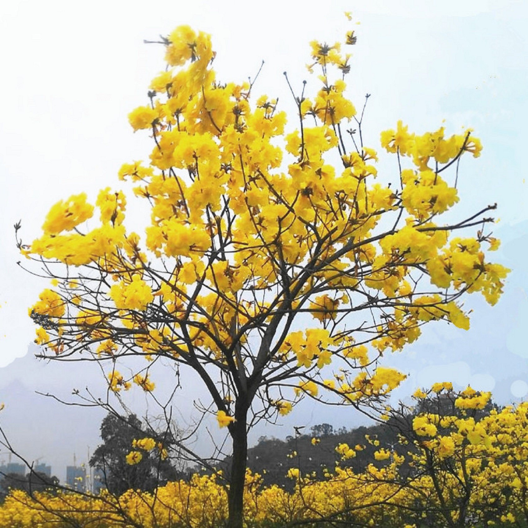 包邮黄花风铃木苗/巴西国花