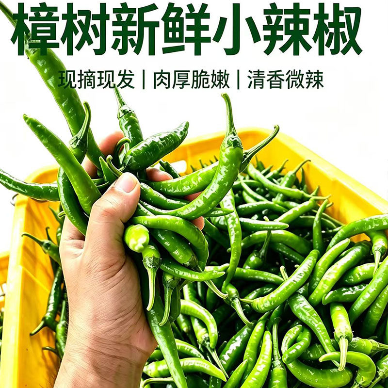 【顺丰包邮】正宗樟树港辣椒新鲜