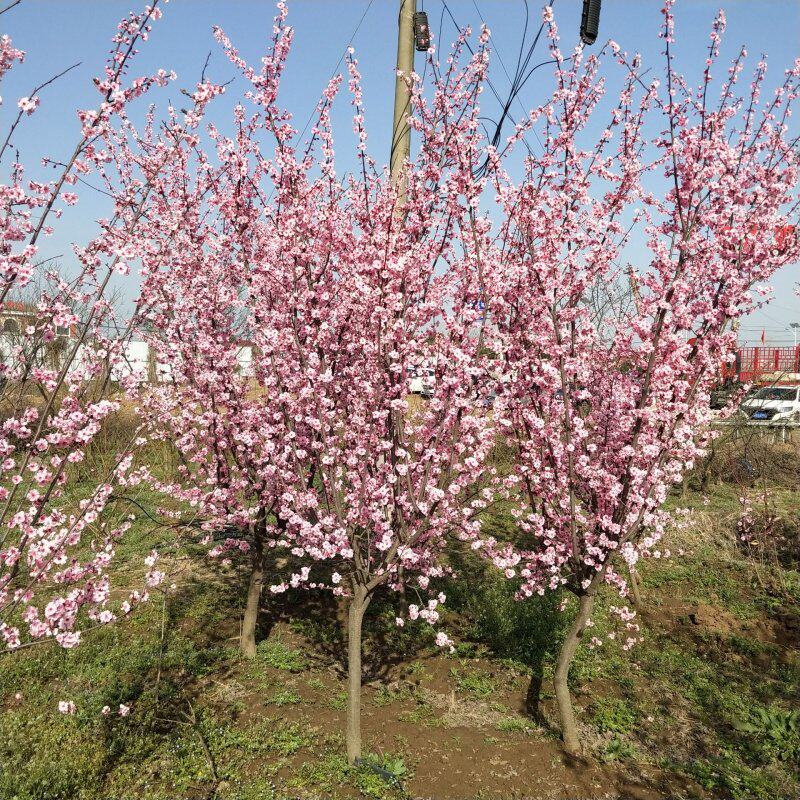 原生美人梅树苗别墅庭院绿化高杆分叉行道植物带土球发货苗圃繁殖