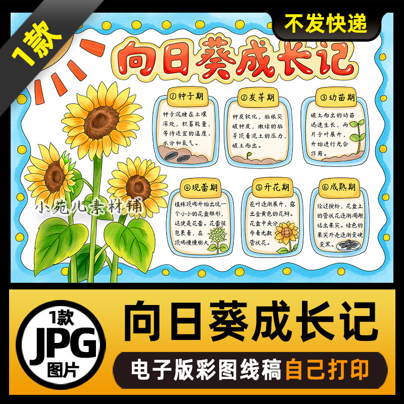 1064向日葵成长记手抄报植物成长记手抄报电子版线稿图片素材