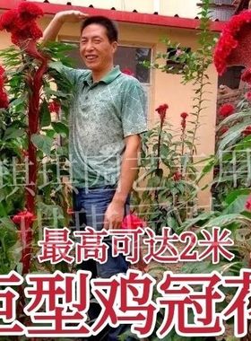 巨型鸡冠花种子多年生冠状鸡冠花庭院阳台花卉盆栽四季播易种花籽