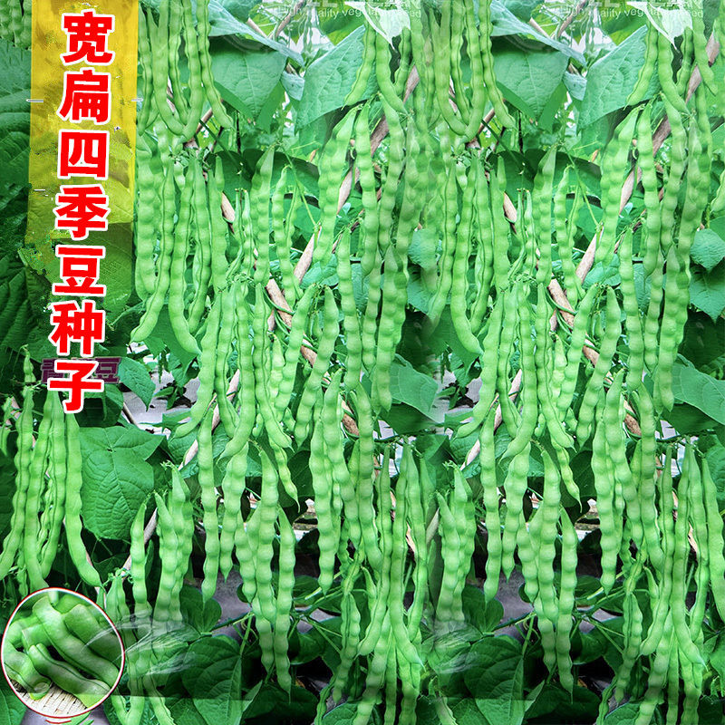 青棒四季架豆种子绿荚肉厚宽扁芸豆种籽四季豆种子高产田园蔬菜籽,鲜花速递/花卉仿真/绿植园艺,家庭园艺种子,淘宝优惠券,粉丝福利购,淘宝优惠卷