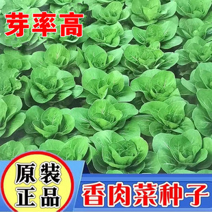 四季 香肉菜种子北京肉肉菜35天可采收耐寒耐热春秋青菜蔬菜种子籽