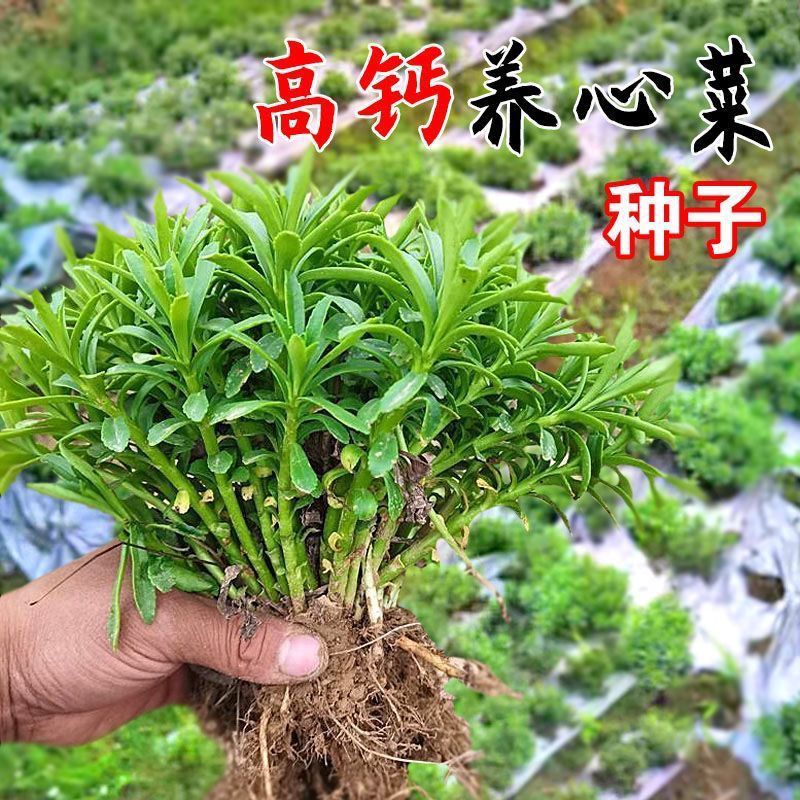 养心菜种子救心菜高钙可食用野菜四季播阳台盆栽特色保健蔬菜种籽