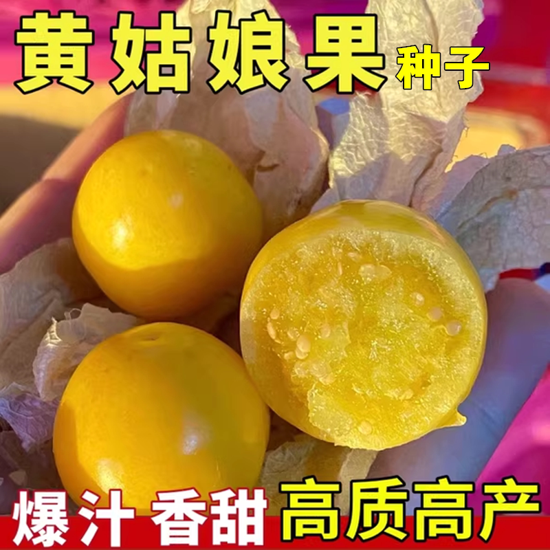 甜菇娘果种子灯笼果种子东北奶香姑娘果树种籽黄姑娘水果春秋播种