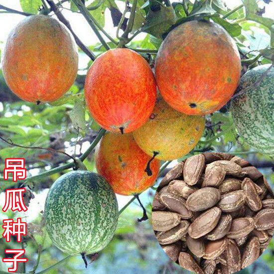新瓜蒌种子吊瓜子栝楼糖瓜籽落叶爬藤春季四季盆栽中草药材种籽苗