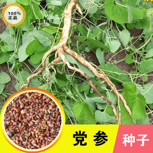 党参种子中药材种籽多年生春秋播种阳台盆栽四季春季白条中草药籽