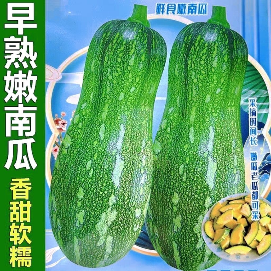 嫩早秘本南瓜种子早熟嫩南瓜种籽长蔓吃藤小南瓜早熟春季田园蔬菜