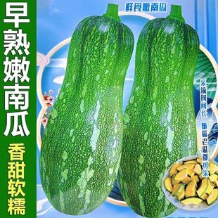 嫩早秘本南瓜种子早熟嫩南瓜种籽长蔓吃藤小南瓜早熟春季田园蔬菜