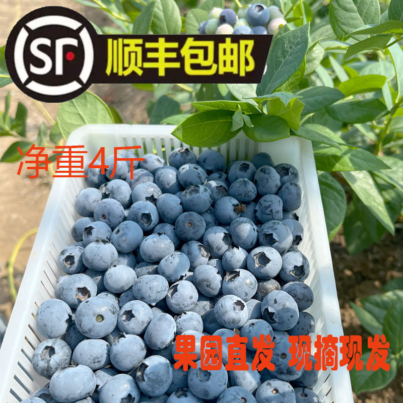 山东蓝莓鲜果新鲜当季水果可食整箱装现摘现发果园直发净重