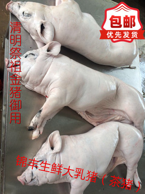 烧乳猪当选食材 生鲜脆皮乳猪 大茶猪新鲜屠宰 每头15-17斤
