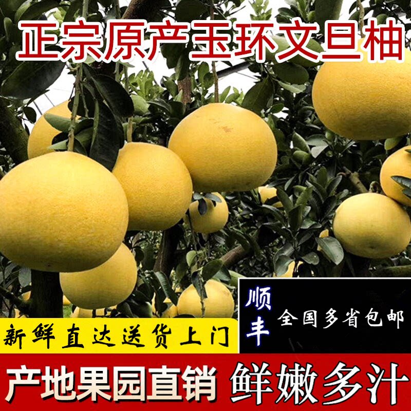 吃神玉环文旦柚早熟新鲜顺丰发货