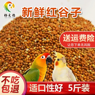 新优质带壳红谷子 增亮毛色饱满鸟食鸟粮虎皮鹦鹉珍珠全国5斤包邮