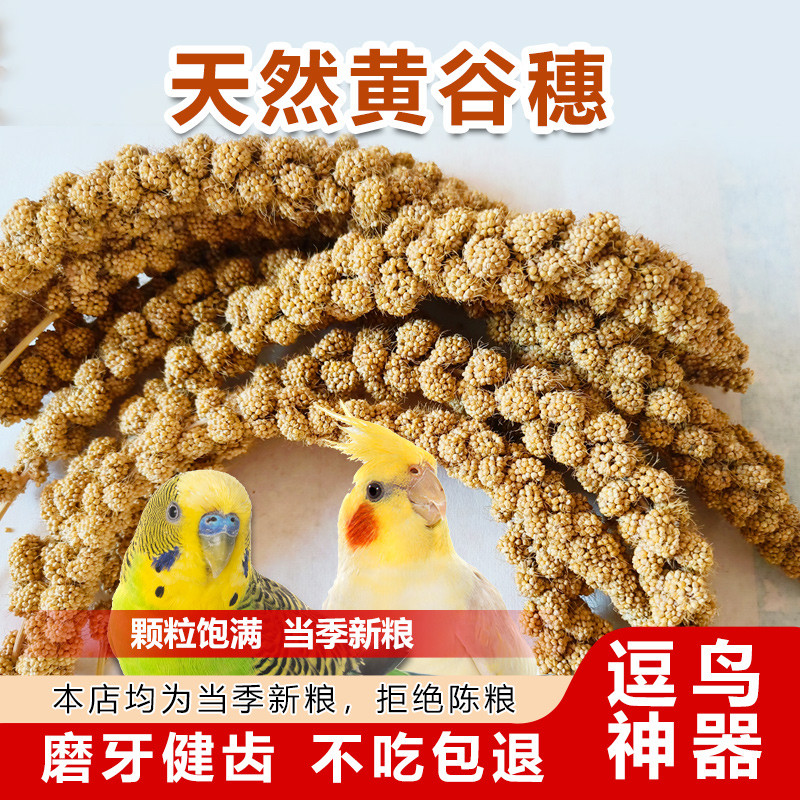 谷穗天然谷穗黄谷穗小米穗鹦鹉小鸟零食仓鼠笼造景装饰摄影杂粮穗
