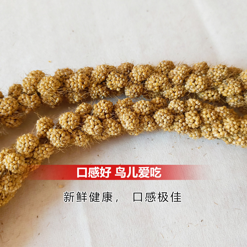 谷穗天然谷穗黄谷穗小米穗鹦鹉小鸟零食仓鼠笼造景装饰摄影杂粮穗