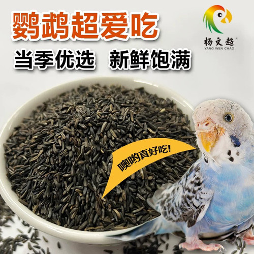 黑尖尼日尔草籽鹦鹉金丝雀