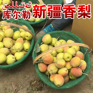 新疆库尔勒香梨新鲜水果脆甜多汁正宗原产地特级全母梨子当季整箱