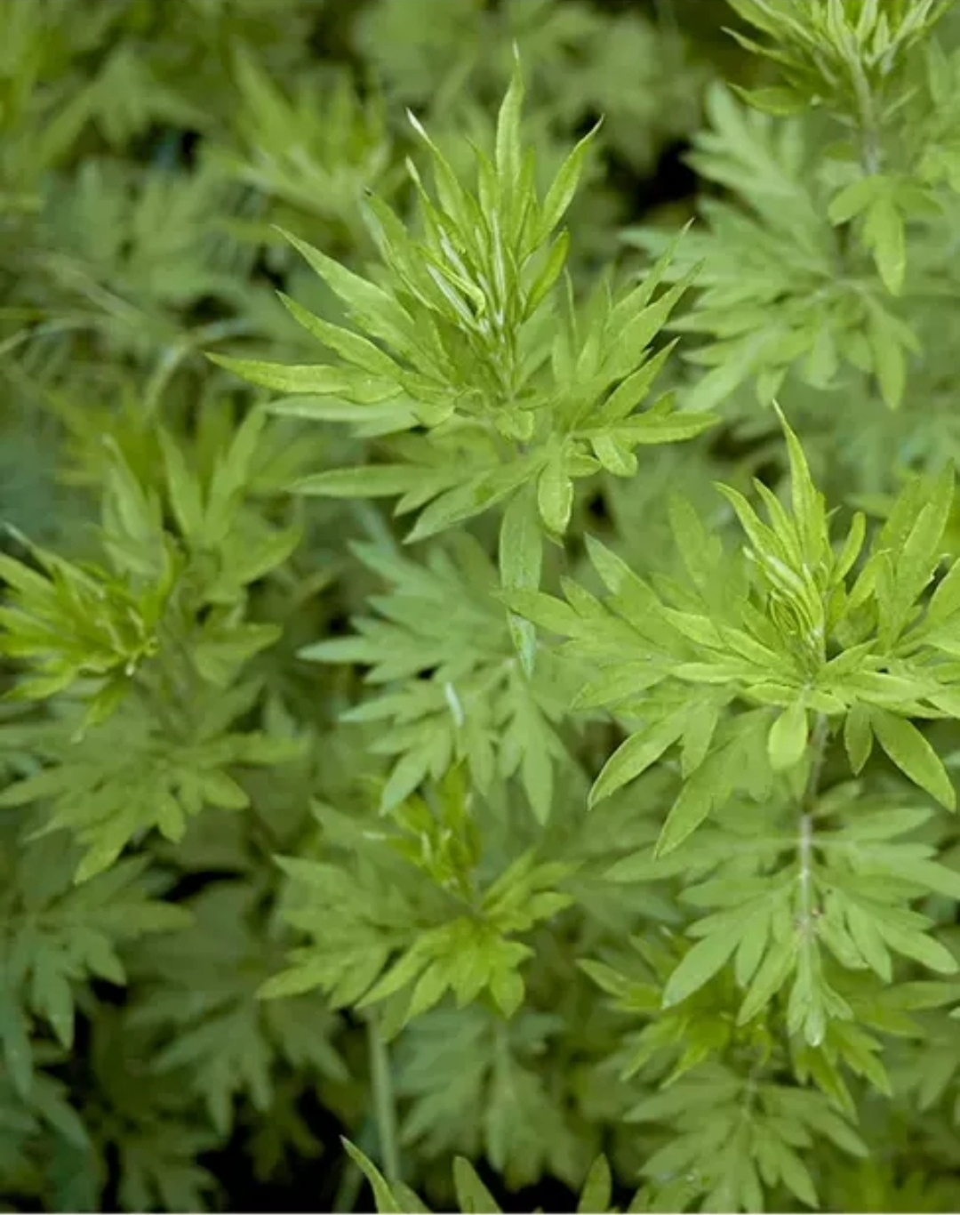 艾x草芦荟桑叶等草草古法熬制的x胸背痘x湿x疹不见了