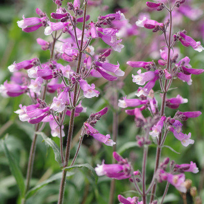 宫灯 钓钟柳 penstemon hirsutus 多年生丰花耐热耐寒花园植物