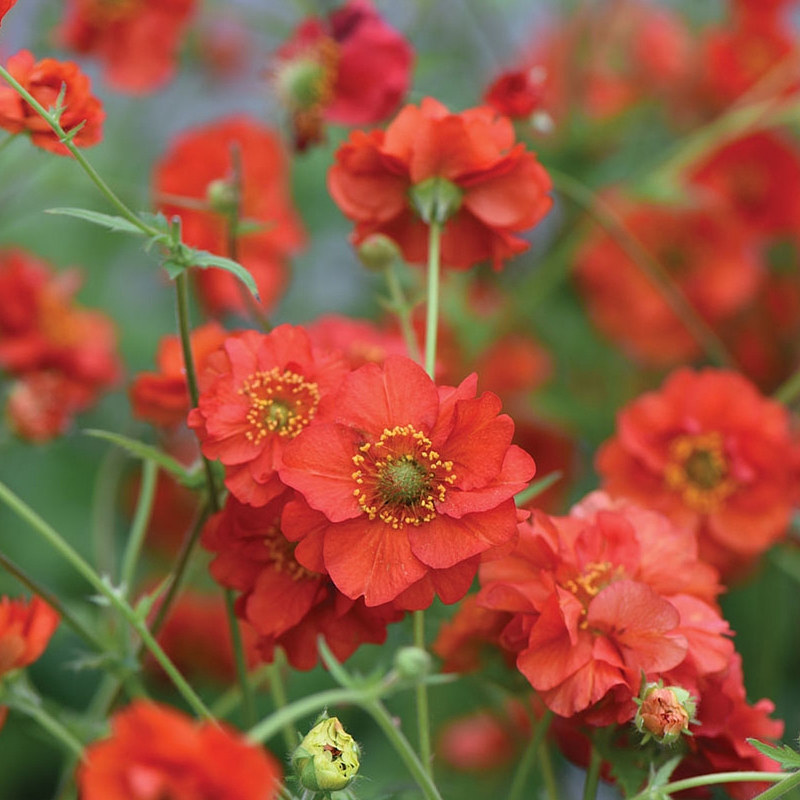 小园丁的夏日时光 红色水杨梅 燃烧的日落 花园庭院宿根切花植物