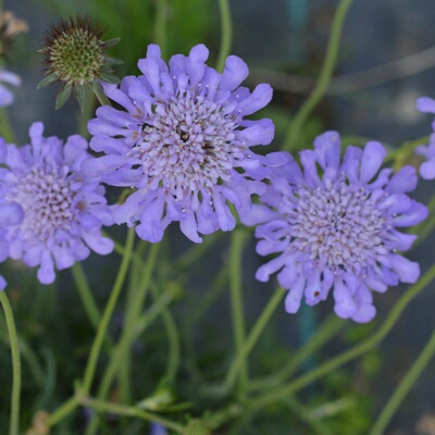 蓝盆花 “蓝蝴蝶”无性系品种耐热好养花园植物阳台盆栽开花不断