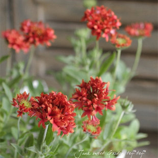 矢车 重瓣 天人菊 橙色 红色耐热花期长好养阳台花园植物盆栽花卉